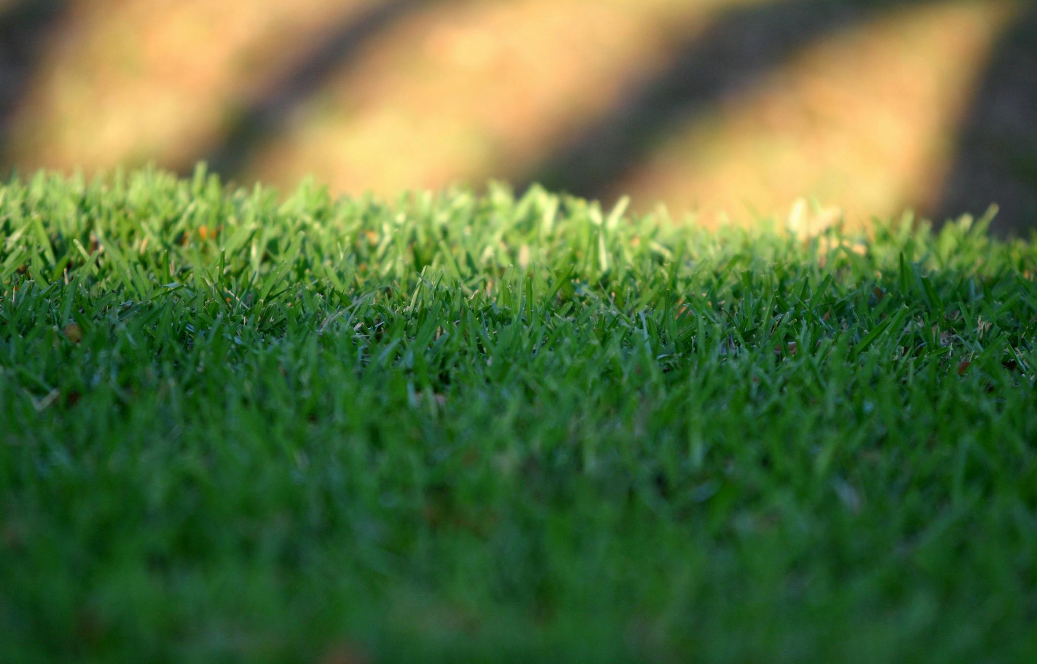 A close-up of lush, green grass with shadows in Kissimmee, Florida at sunset.