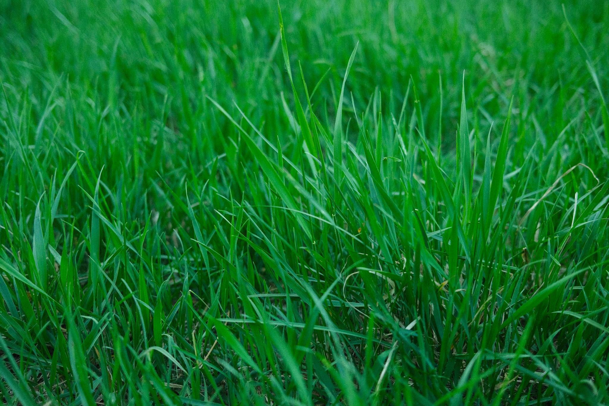 Close-up of vibrant green grass blades in a well-lit meadow, perfect for nature-themed projects.