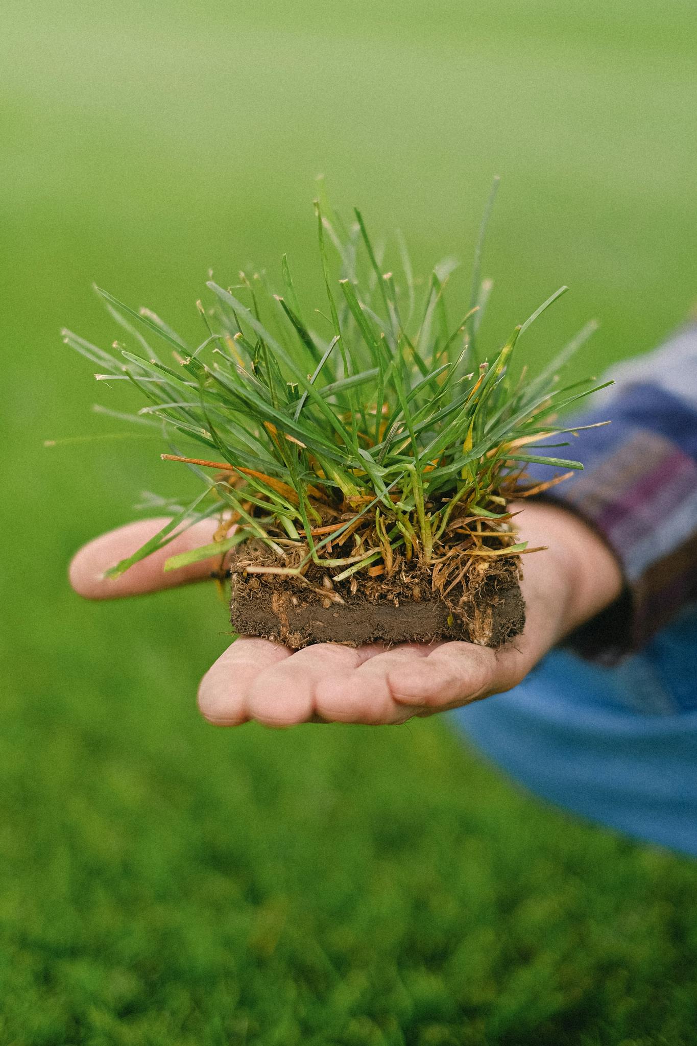 Unrecognizable farmer with piece of turf on hand squatting on grassy ground during work on agricultural field on blurred background